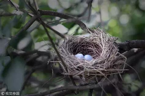 鳥 築 巢 吉兆|【家有鳥巢】家有鳥巢，居家風水亨通！揭開野鳥築巢。